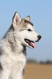 ALASKAN MALAMUTE 213